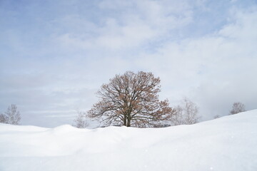 Fototapeta na wymiar 晴れた空と雪原に木