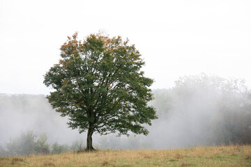 Fototapeta na wymiar Big tree in the fog