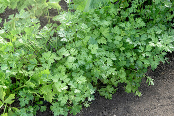 Fresh green parsley growing in a garden bed on black soil. Natural background, top view, copy space