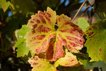 Grape leaves with autumn colors