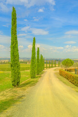 Fototapeta premium Vertical view of poplar trees in the vineyards of Tuscany winegrowing village Montalcino in Tuscan-Emilian apennines. Italian countryside and famous wine tasting region. Tuscany region of Italy