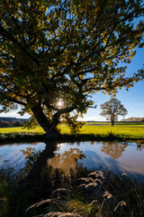 Fototapeta na wymiar Two big old Oak Trees (Quercus) reflected in a small pond in Sauerland Germany near Menden Asbeck and Arnsberg Retringen, a rural agricultural region on autumn morning backlight and low sun.