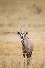 Young Gemsbok or oryx grazing in the Kalahari desert, South Africa