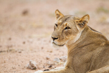 Young lioness resting at a waterhole in the Kalahari, South Africa