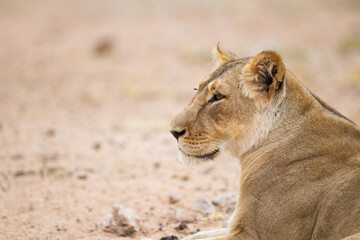 Young lioness resting at a waterhole in the Kalahari, South Africa