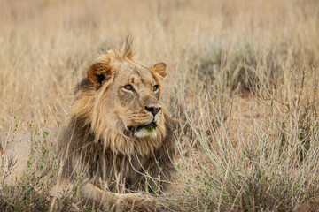 Young black-maned lion at a water hole in the Kalahari desert, South Africa