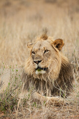Fototapeta na wymiar Young black-maned lion at a water hole in the Kalahari desert, South Africa