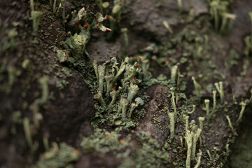 A close-up of a bushy lichen growing with moss.