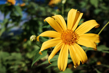 Yellow maxican sunflower touching sunlight in winter season.