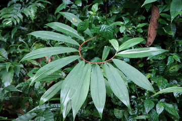 Close focus on green leaves in curve shape inside tropical rainforest.