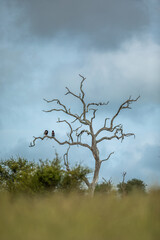 Bateleur Eagles perched in a Leadwood