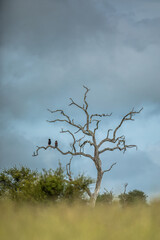 Fototapeta premium Bateleur Eagles perched in a Leadwood