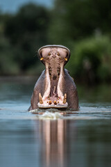 Hippopotamus showing canines 