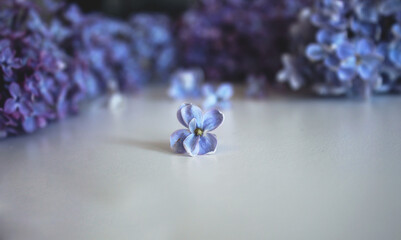 Lilac petal lies on a white background and purple branches