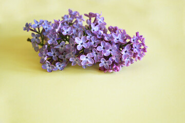 Lilac branches lie on a yellow background. Floral frame for decoration of flowers.