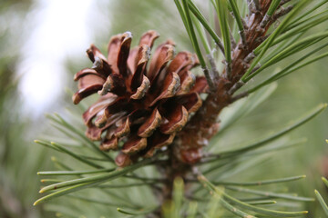 Red cone on a spruce branch. Macro fir background