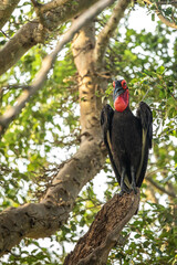 Southern Ground Hornbill