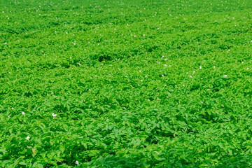 The potato field is in bloom. Green potato stalks.