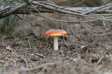 mushroom in the forest