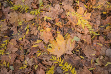 fallen autumn leaves