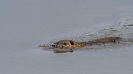 Fototapeta premium A coypu swimming in a pond in the Dombes