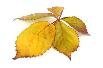 Autumn blackberry leaf