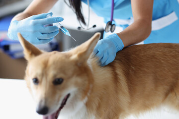 Veterinarian giving injection of medication to dog in clinic closeup