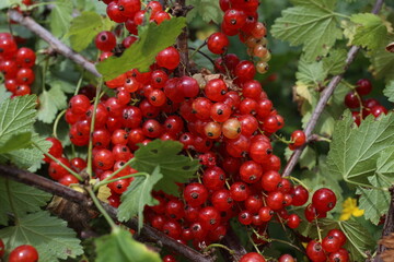 Red currant harvest