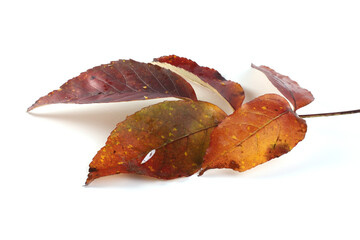 Autumn nut leaf