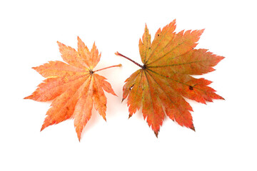 Autumn maple leaves isolated on white