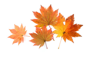 Autumn maple leaves isolated on white