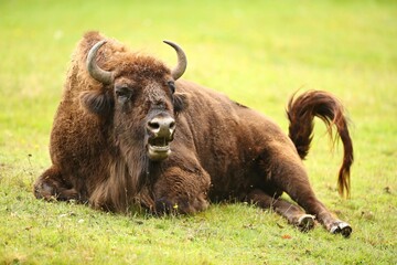 European bison in the beautiful white forest during winter time. Bison bonasus. European animals. Prehistoric creature. Amazing animal in the nature habitat. © photocech