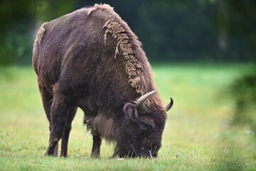 European bison in the beautiful white forest during winter time. Bison bonasus. European animals. Prehistoric creature. Amazing animal in the nature habitat. © photocech