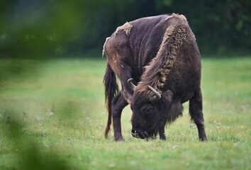 European bison in the beautiful white forest during winter time. Bison bonasus. European animals. Prehistoric creature. Amazing animal in the nature habitat. © photocech