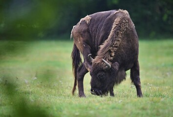 European bison in the beautiful white forest during winter time. Bison bonasus. European animals. Prehistoric creature. Amazing animal in the nature habitat.