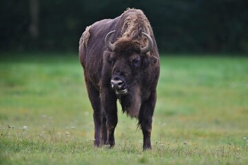 European bison in the beautiful white forest during winter time. Bison bonasus. European animals. Prehistoric creature. Amazing animal in the nature habitat. © photocech