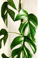 Close-up liana Rhaphidophora tetrasperma (Monstera Minima) on light  background.
