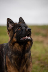 German shepherd attention