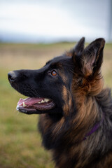 happy longhair German shepherd