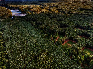 autumn in the forest from a bird's eye view