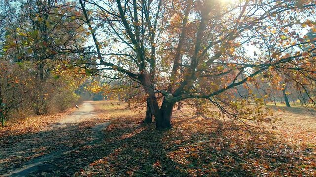 Panning around the yellow sycamore tree. Autumn in the park