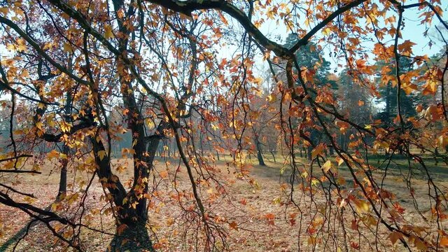 Sunny autumn park. Camera movement through the branches with golden leaves