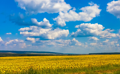 Obraz premium A field with a sunflower on the background of a blue sky with white clouds in summer