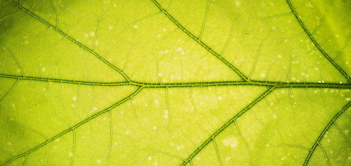 Close up leaf texture. Eco background