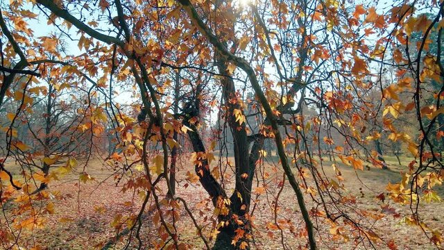 Yellow leaves waving by wind in the sunny autumn park