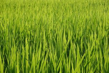 Obraz premium 田んぼ