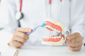 Dentist showing how to brush teeth with toothbrush on artificial jaw closeup