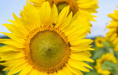 Naklejka premium sunflowers blooming in the morning It's look like fresh