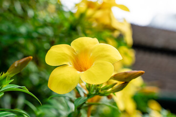 Allamanda cathartica, commonly called golden trumpet, common trumpetvine, and yellow allamanda,  is a species of flowering plant of the genus Allamanda in the family Apocynaceae.