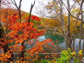 Swamp surrounded by autumn leaves on cloudy day (Zao, Yamagata, Japan)